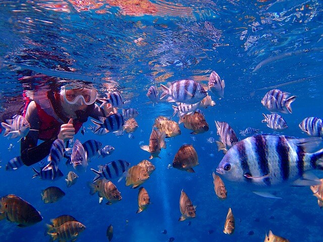 熱帯魚がいっぱいの真栄田岬