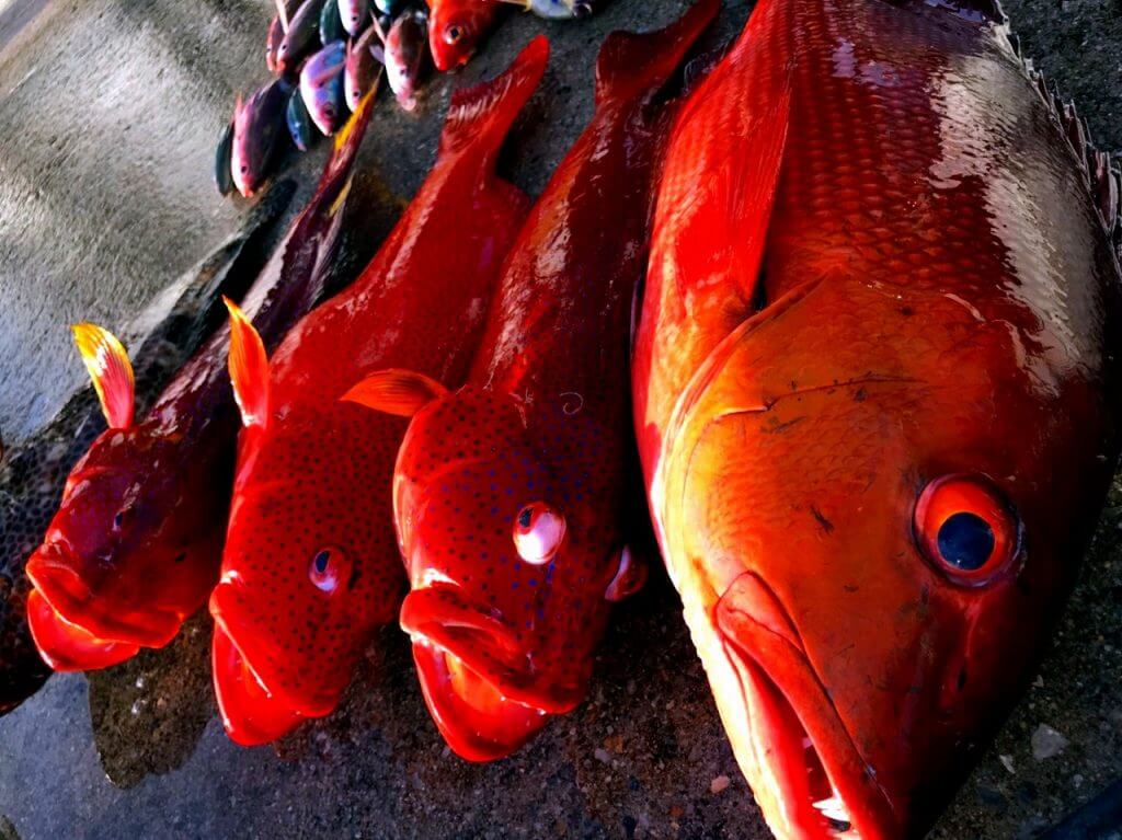 沖縄で泳がせ釣りで大物を釣っている