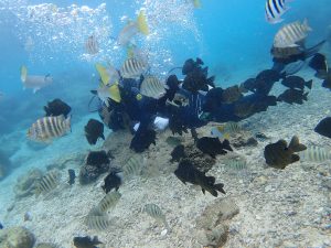 沖縄　青の洞窟　魚がたくさん