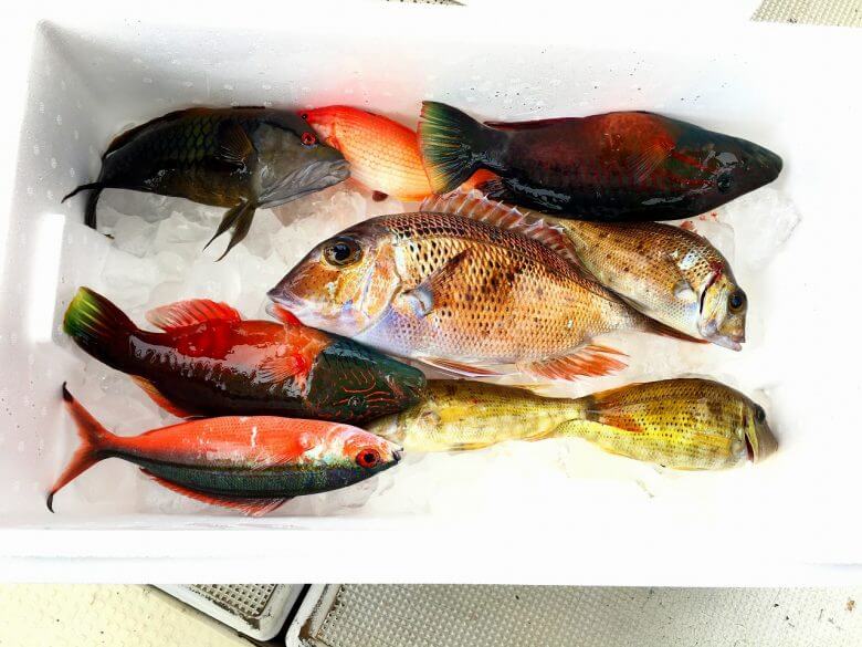 釣り上げたお魚は調理可能