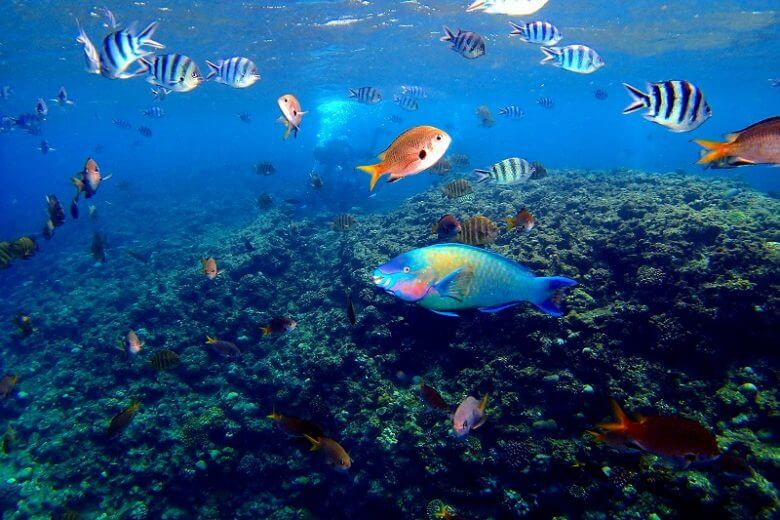 沖縄釣り グルクン釣り 青の洞窟シュノーケリングコース詳細