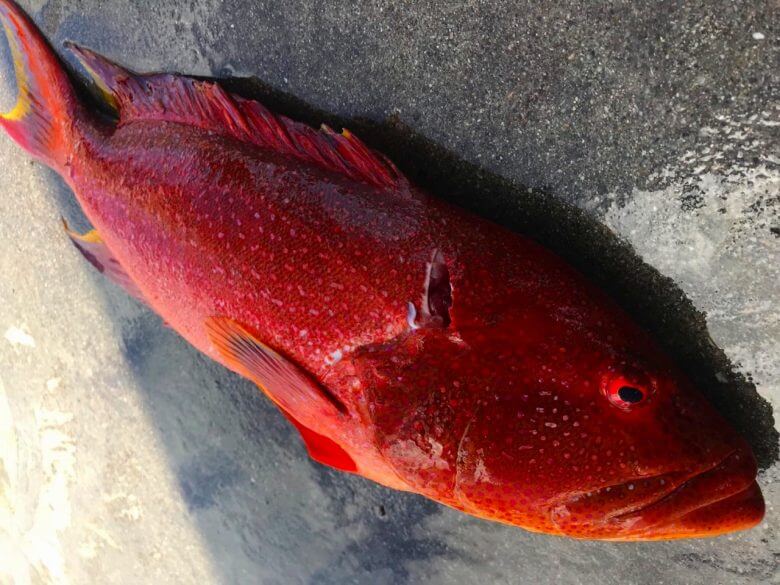 高級魚釣れます!