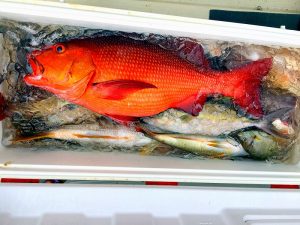 沖縄の高級魚アカジンが釣れました