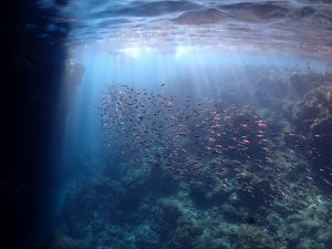 沖縄　青の洞窟　魚の大群